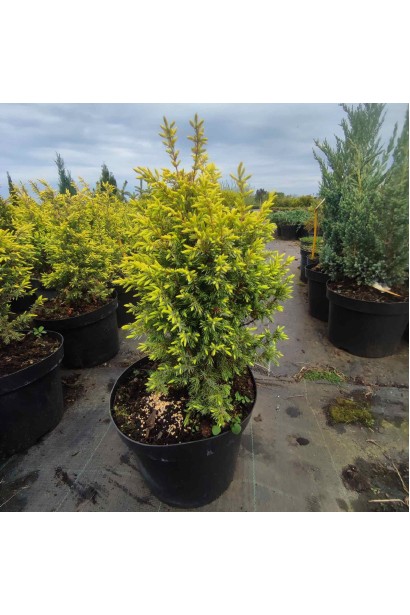 Можжевельник обыкновенный Голд Кон - 5л/вис.35-45см/Ø15-25см